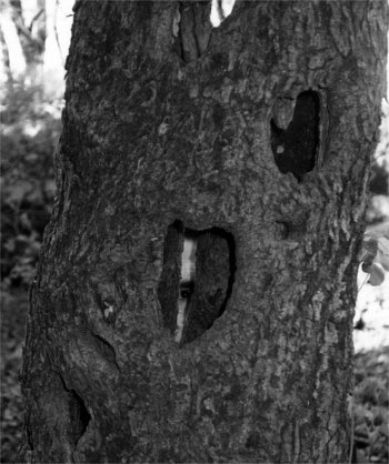 Phil behind tree at McKinney Falls State Park, Texas.